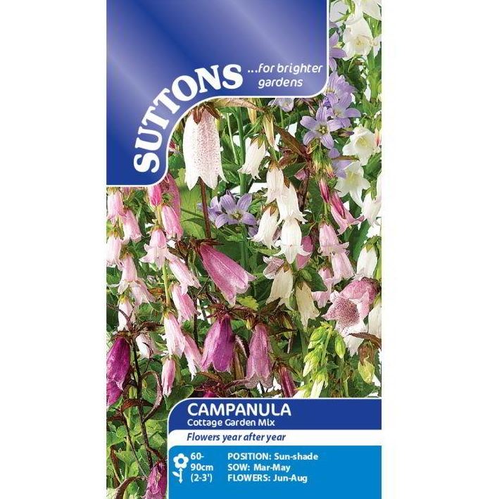 Campanula &