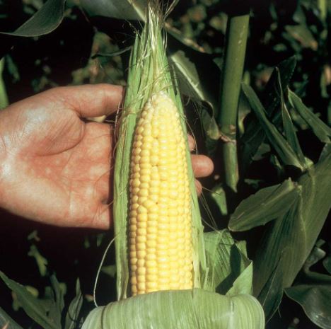 Sweet Corn F1 &