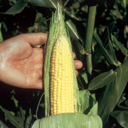 Sweet Corn F1 &