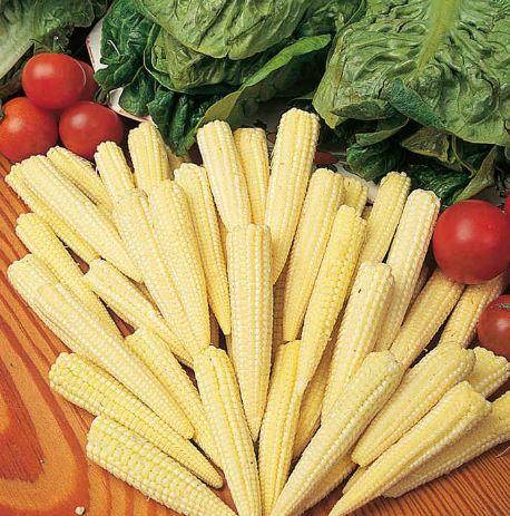 Sweet Corn F1 &