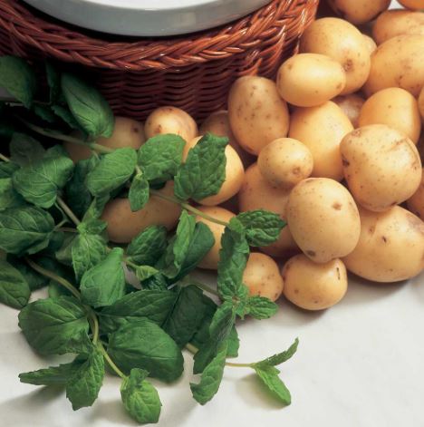 Mint - Herb Seeds
