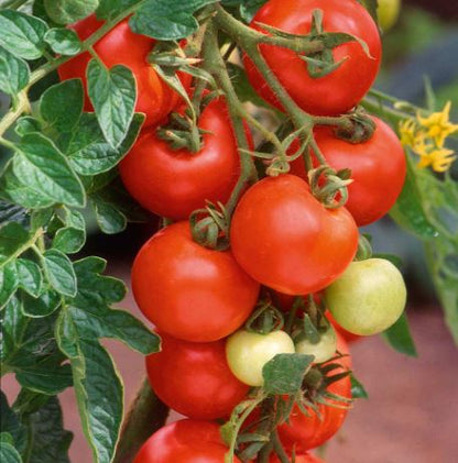 Tomato &