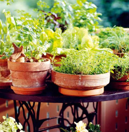 Herb Collection - Seeds
