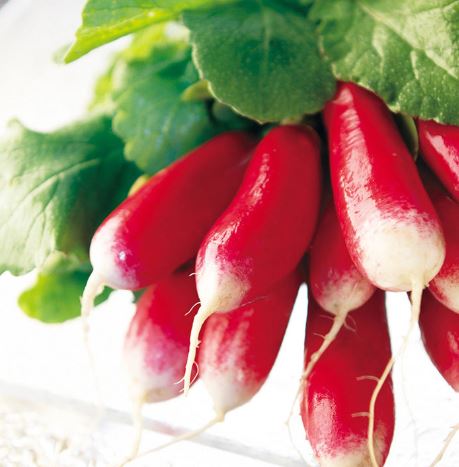 Radish &