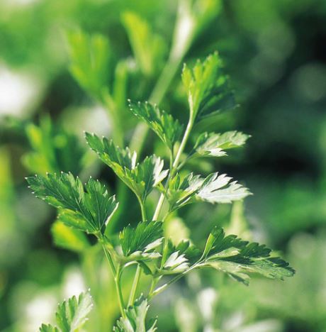 Parsley &