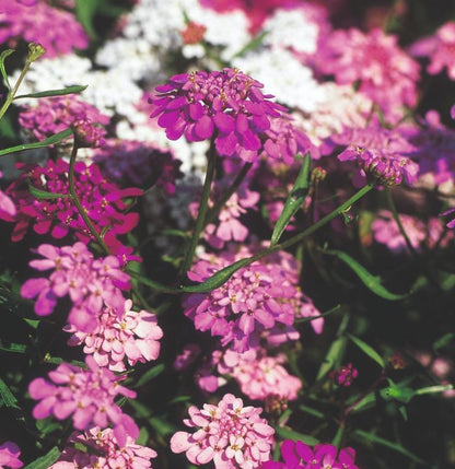 Candytuft &