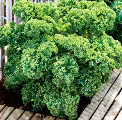 Kale &