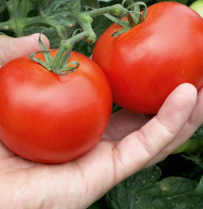 Tomato &
