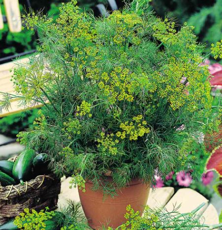 Herb Collection - Seeds
