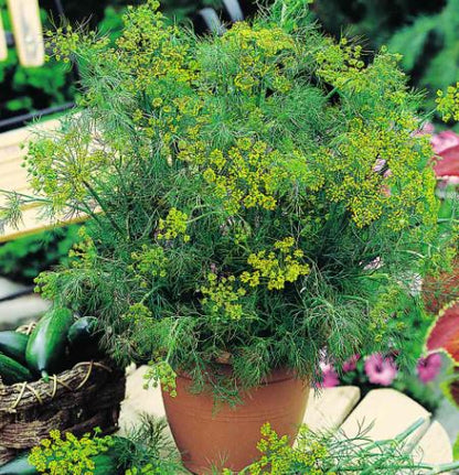 Herb Collection - Seeds