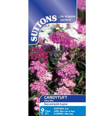 Candytuft &