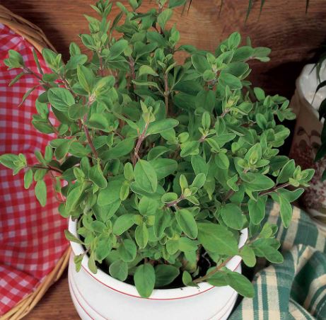 Herb Collection - Seeds