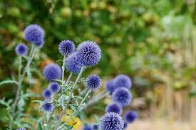 blue thistle flower seeds Blue Globe Thistle Flower Seeds – homeland-ie