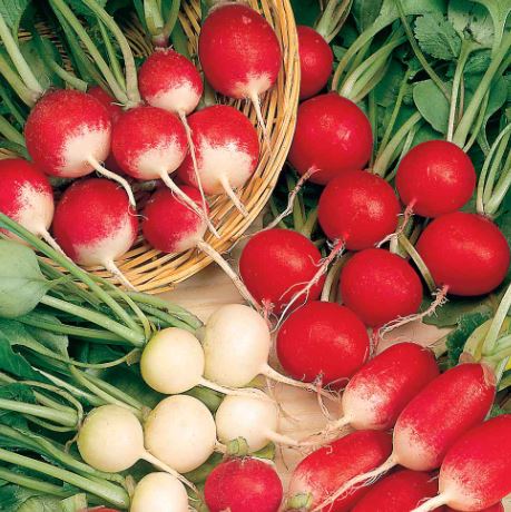 Radish &