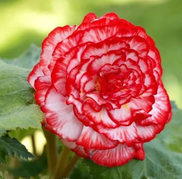 Begonia Marmorata Prepack - Bulbs