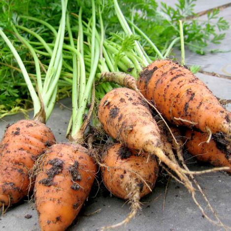 Carrot &