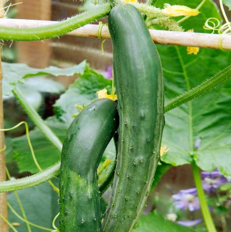 Cucumber &