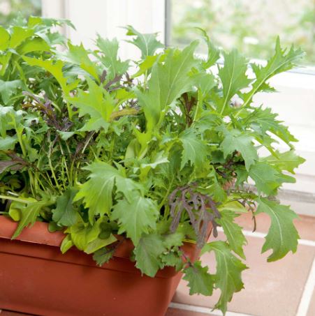 Leaf Salad &
