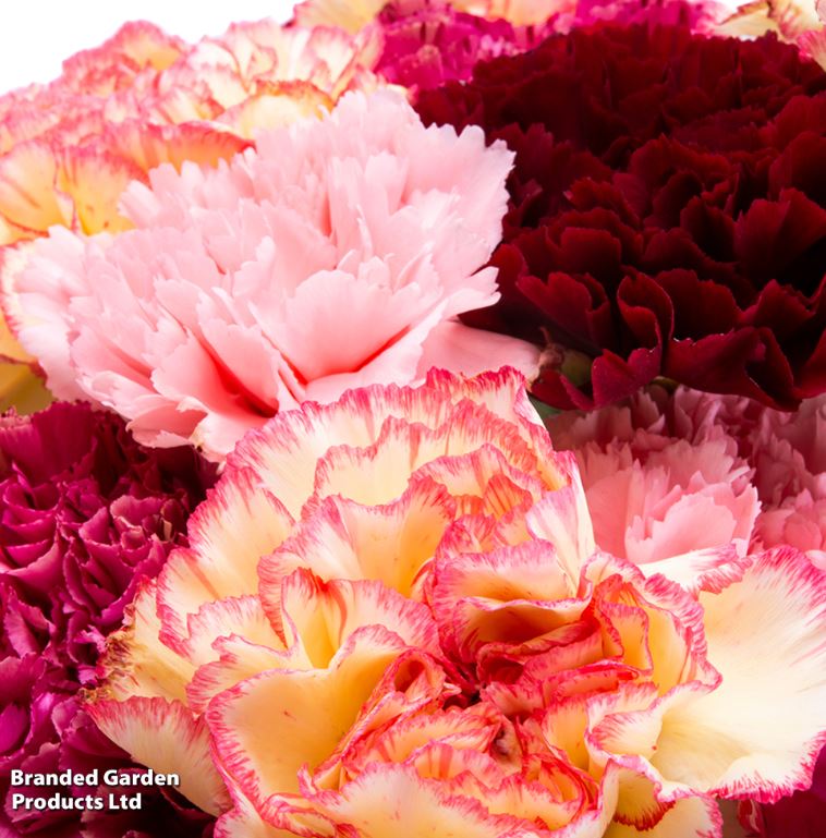 Carnation &