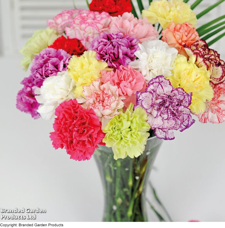 Carnation &
