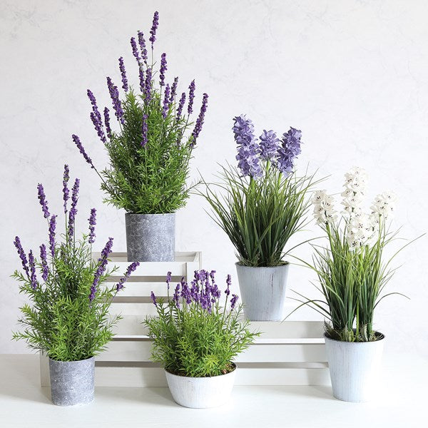 Potted Lavender 65cm