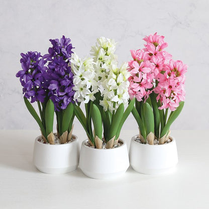 Hyacinth in Pot 33cm - 3 Assorted
