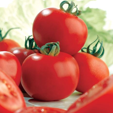 Tomato &