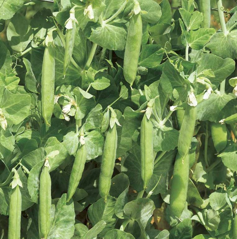Pea &