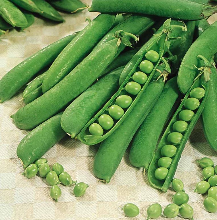 Pea &