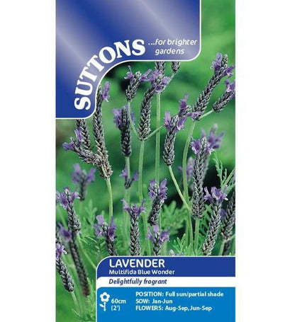 super blue lavender seeds Lavender 'Multifida Blue Wonder'