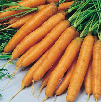 Carrot &
