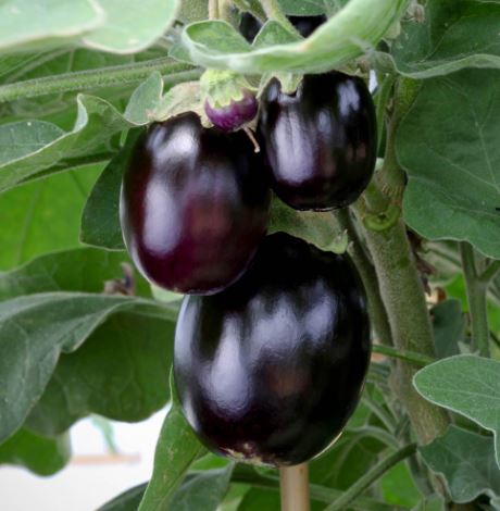 Aubergine &