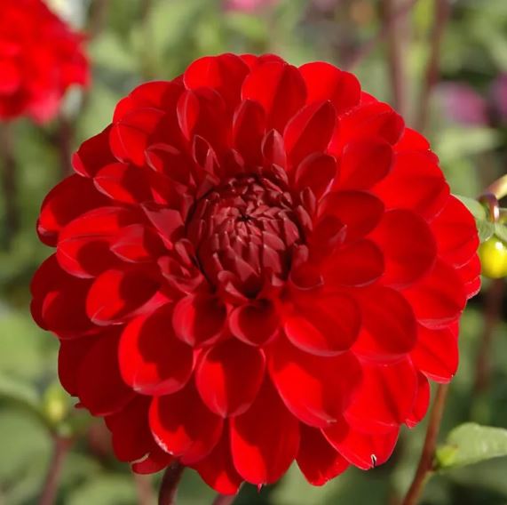 Dahlia Decorative &