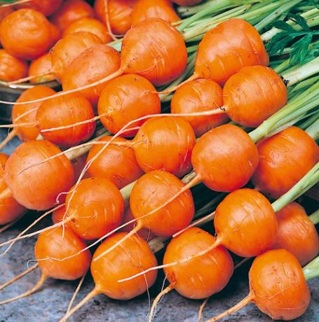 Carrot &