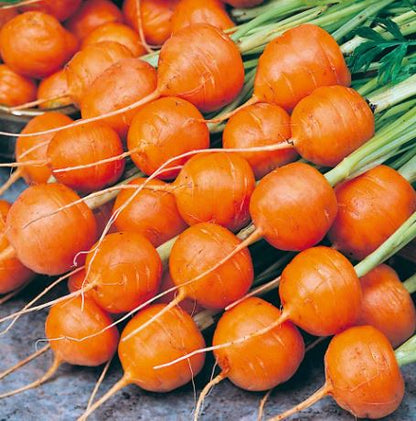 Carrot &