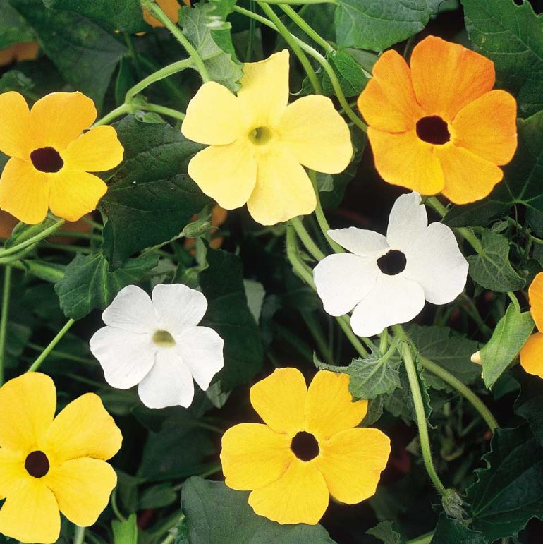Black-Eyed Susie - Seeds