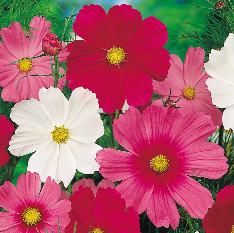 Cosmos &