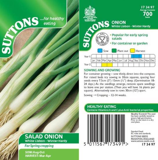 Onion (Salad) &