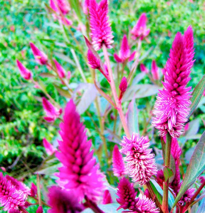 Celosia &