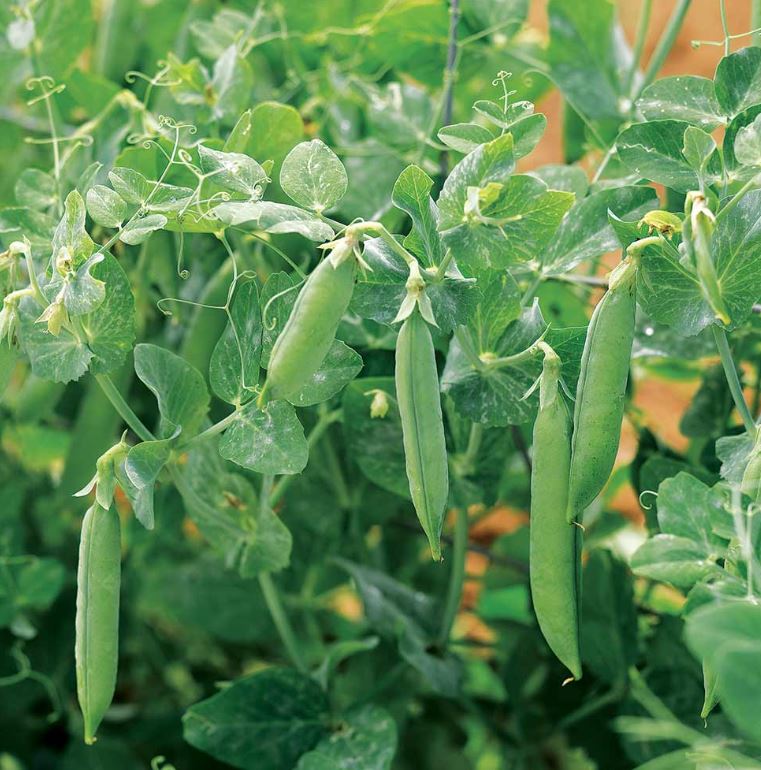 Pea &