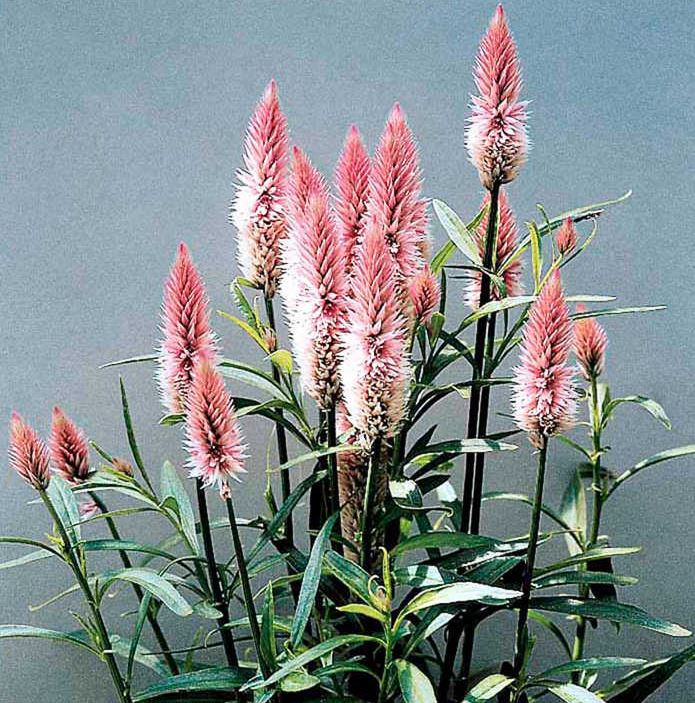 Celosia &