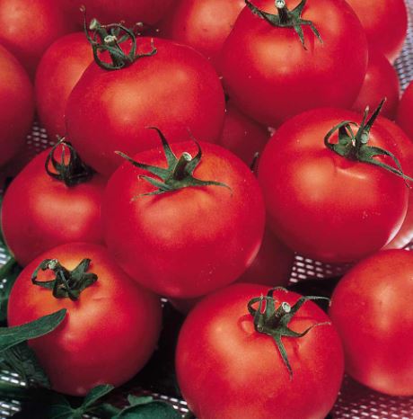 Tomato F1 &