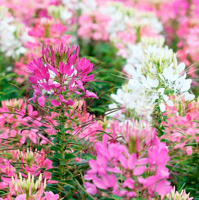Cleome &