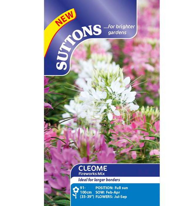 Cleome &