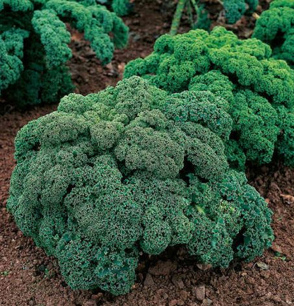 Kale &