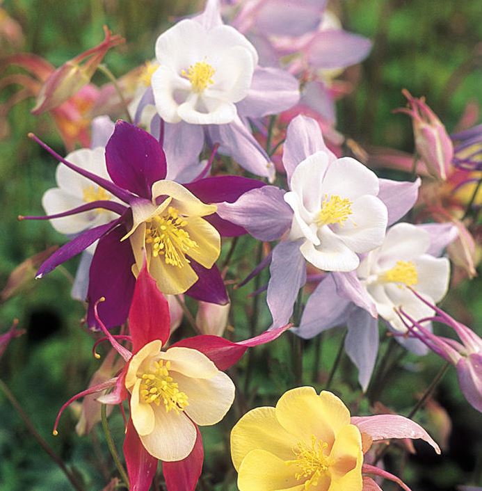 Aquilegia &