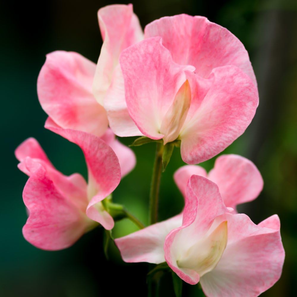 Sweet Pea Lathyrus Tickled Pink Flower Seeds