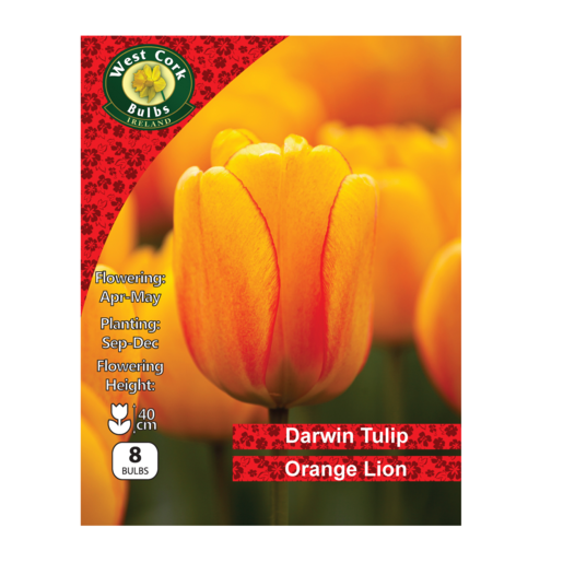 Tulip Darwin Hybrid &