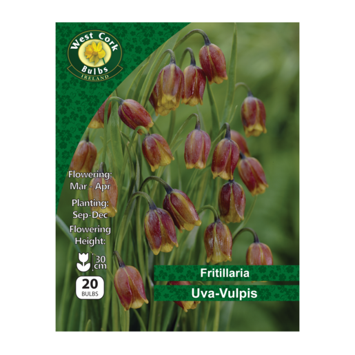 Fritallaria &