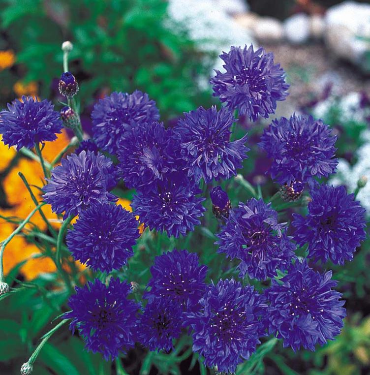 Cornflower &